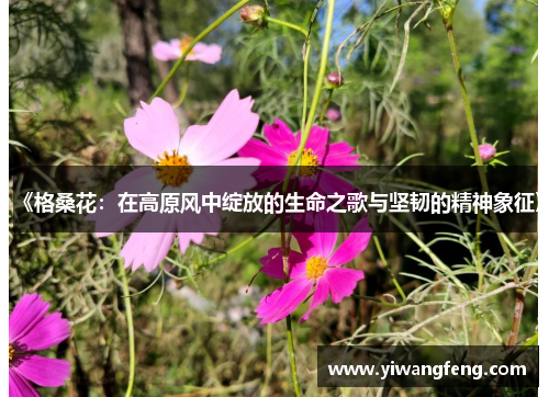 《格桑花：在高原风中绽放的生命之歌与坚韧的精神象征》