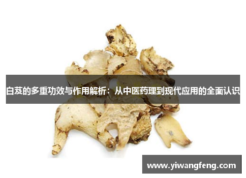 白芨的多重功效与作用解析：从中医药理到现代应用的全面认识