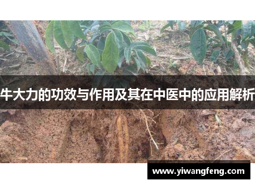 牛大力的功效与作用及其在中医中的应用解析