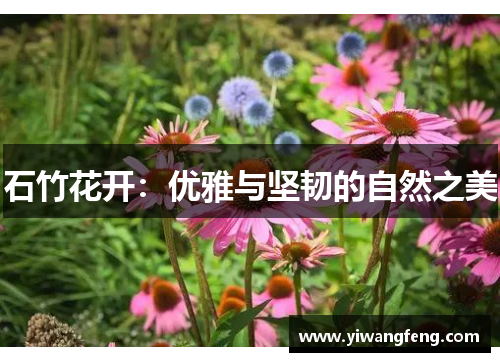 石竹花开：优雅与坚韧的自然之美